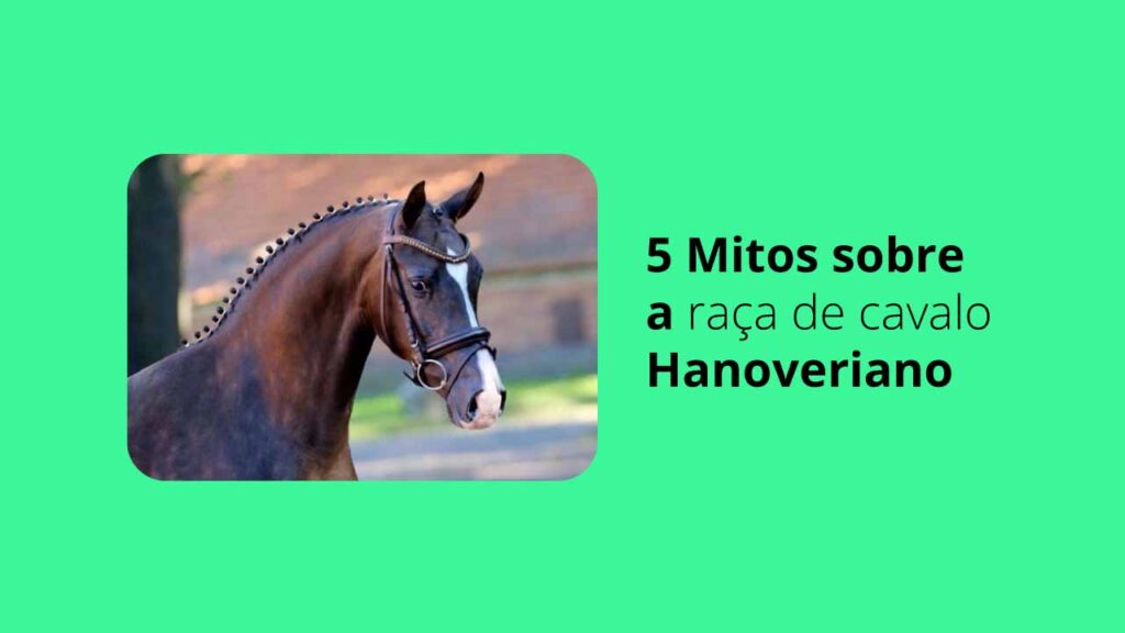 5 Mitos sobre a raça de cavalo Hanoveriano