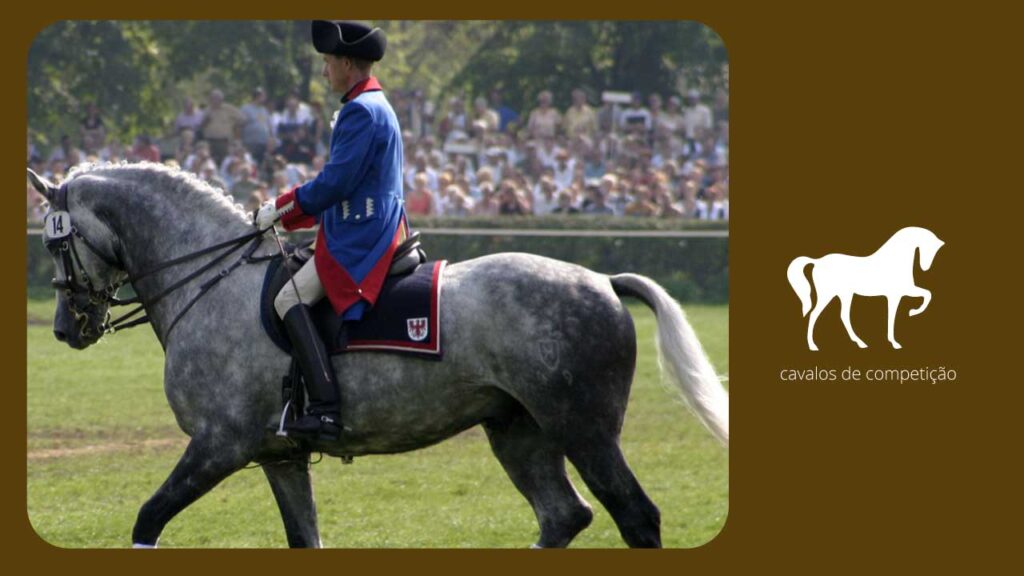 5 fatos fascinantes sobre os cavalos Holsteiner