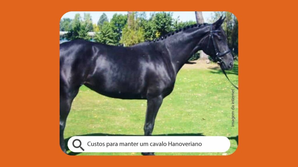 Custos para manter um cavalo Hanoveriano em boa forma para competição