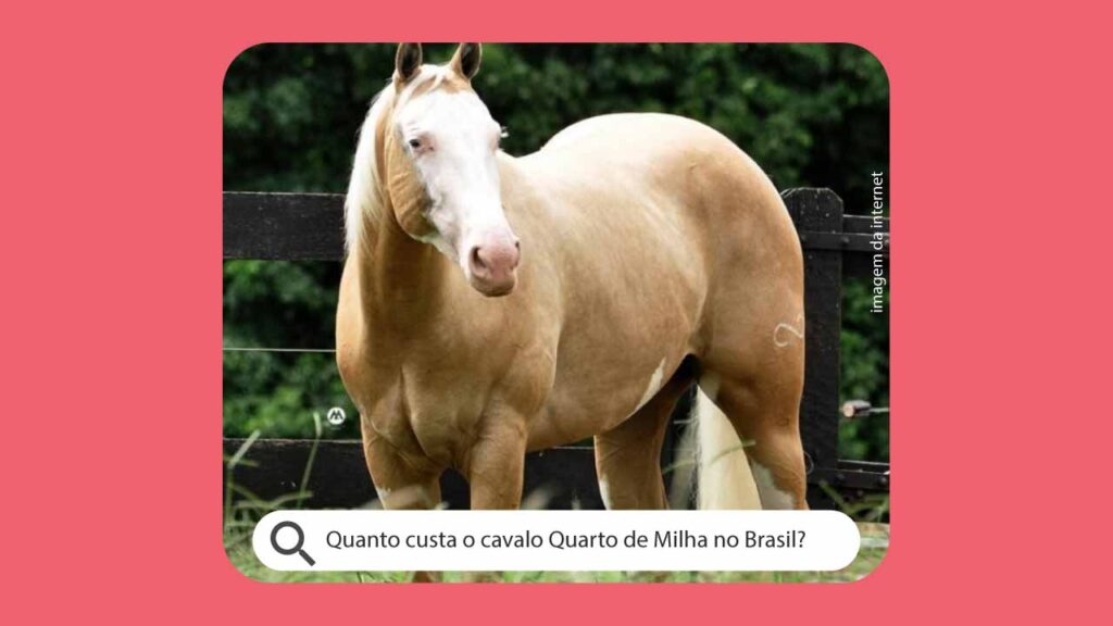 Quanto custa o cavalo Quarto de Milha no Brasil?