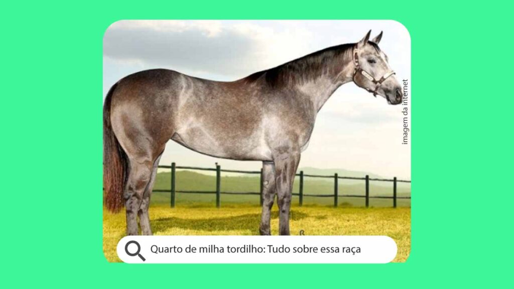 Quarto de milha tordilho: Tudo sobre essa raça de cavalo