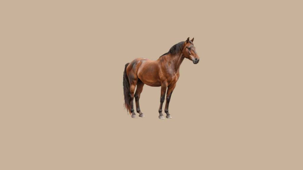 Top 3 cavalos mais caro do mundo