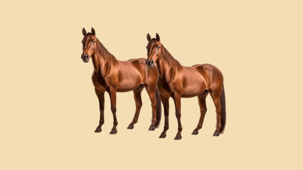 Ferradura inteligente: Como dispositivos embutidos no casco monitoram cavalos de elite 1 Ferradura inteligente: Como dispositivos embutidos no casco monitoram cavalos de elite