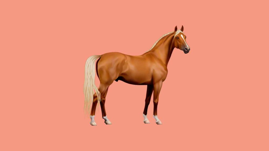 cavalo de competicao
